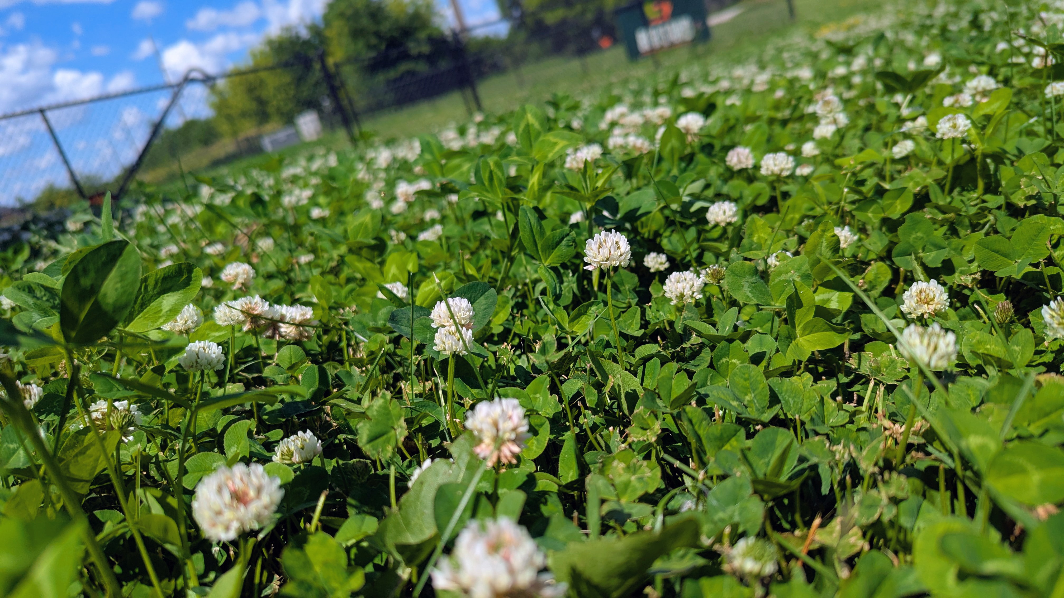 A low, ground-level view of a lawn thick with flowering white clover and green leaves, with a chain-link fence, trees, and blue sky in the background.