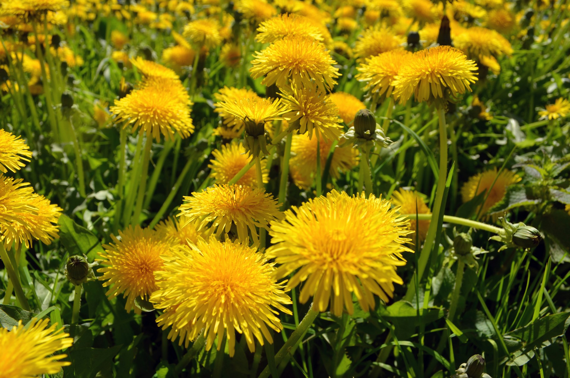 A dense field of bright yellow dandelions in full bloom, packed shoulder to shoulder among green grass and leaves in full sunlight.